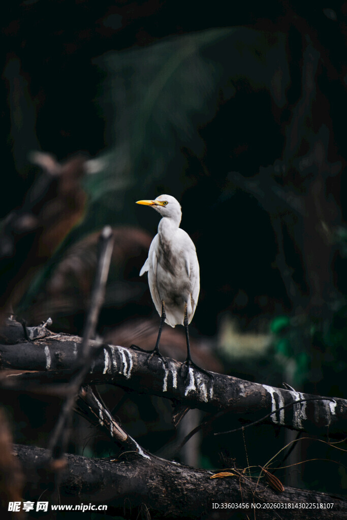 枝头伫立的白鹭