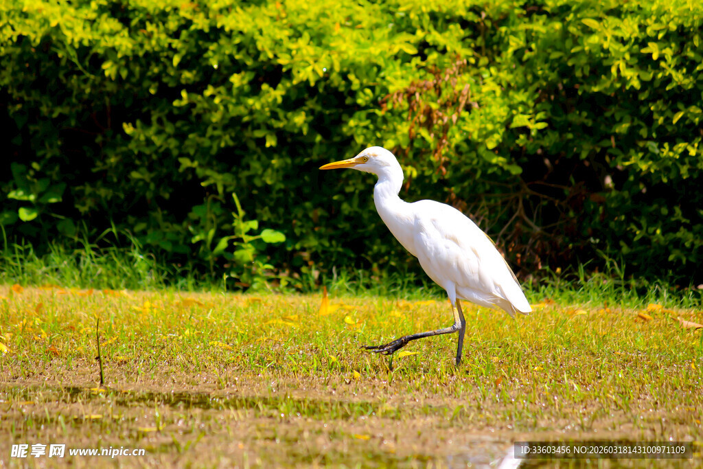 白鹭漫步于绿意盎然湿地