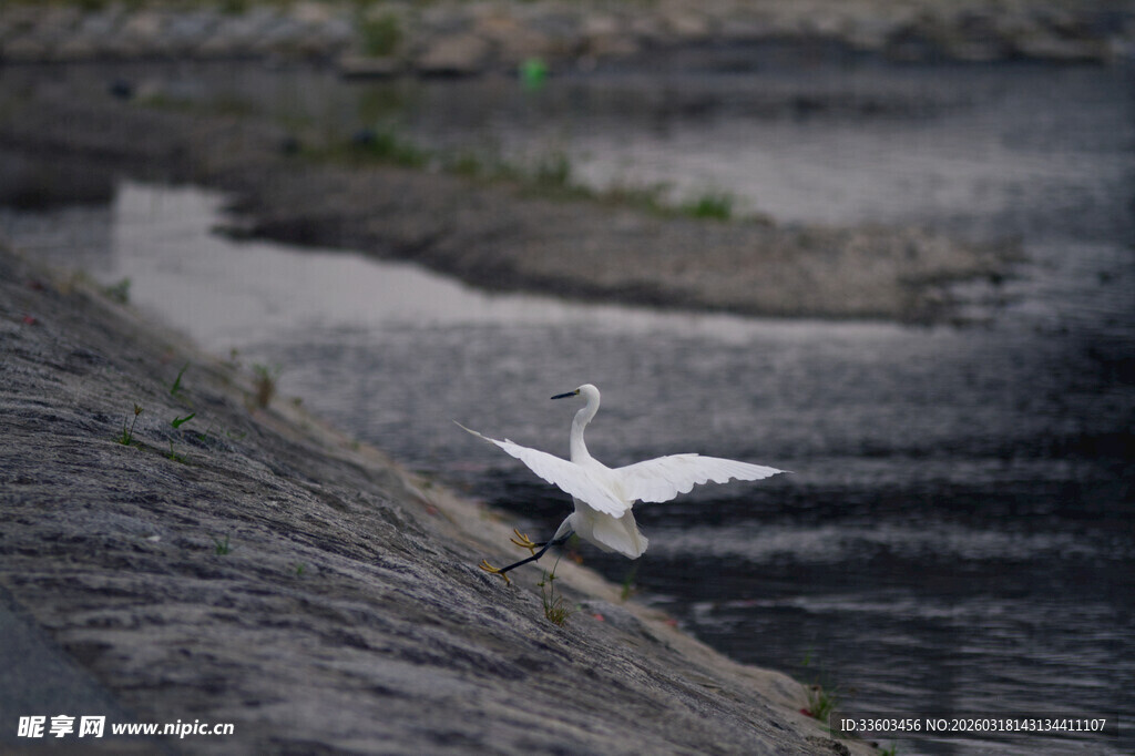 白鹭于水边展翅欲飞