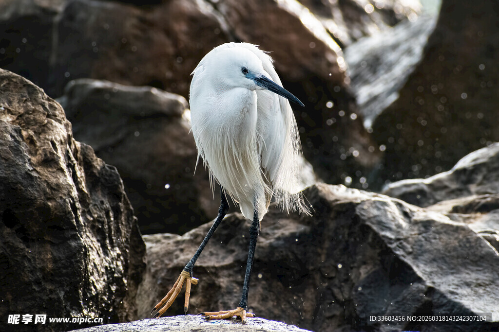 岩石上的白鹭