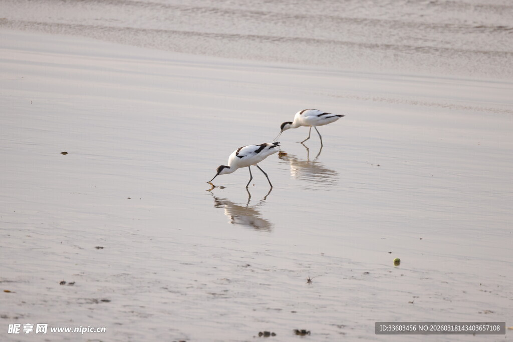 沙滩上觅食的两只小鸟