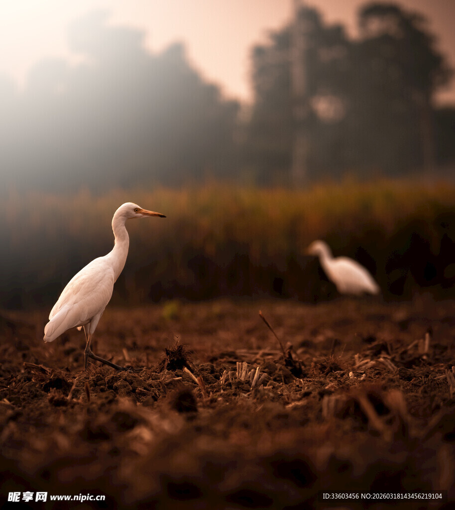 田野中的两只白鹭