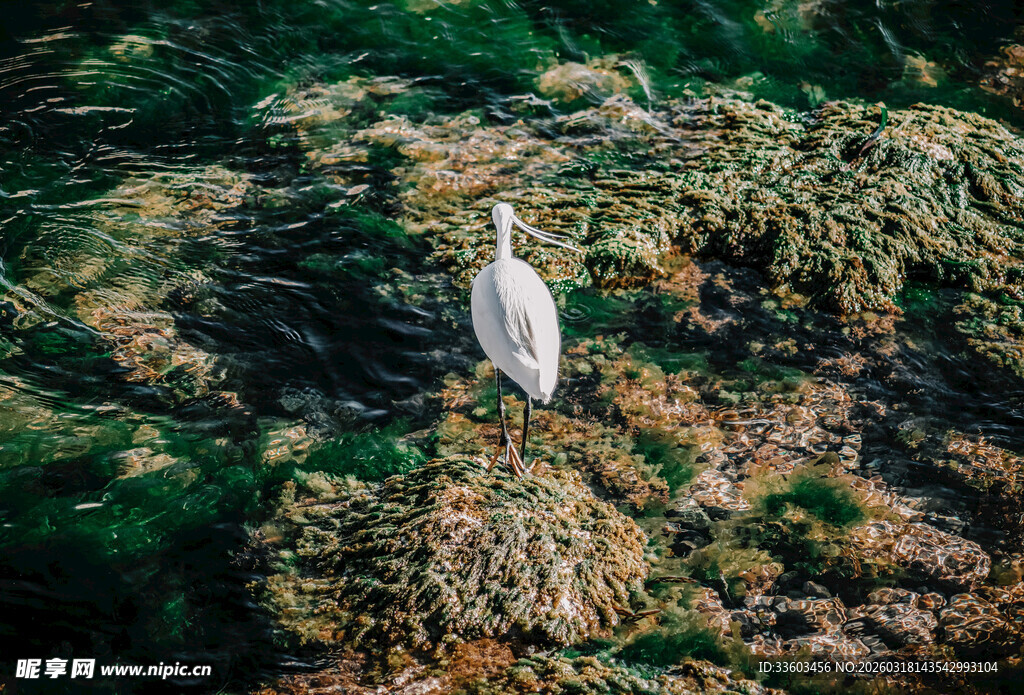 白鹭立于斑驳绿意岩石间
