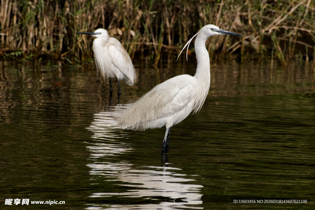 水中双鹭