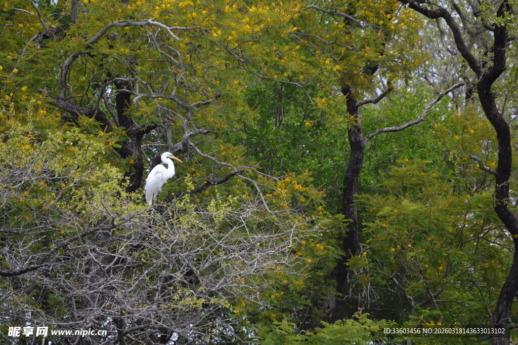 林中白鹭栖息