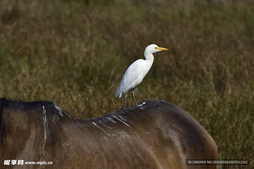 牛背上的白鹭