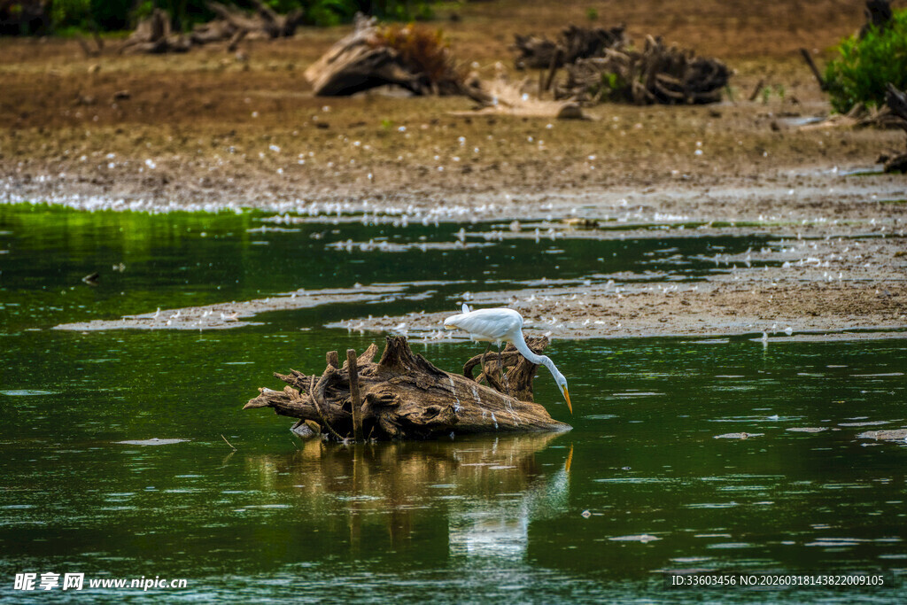 水边栖息的白鹭