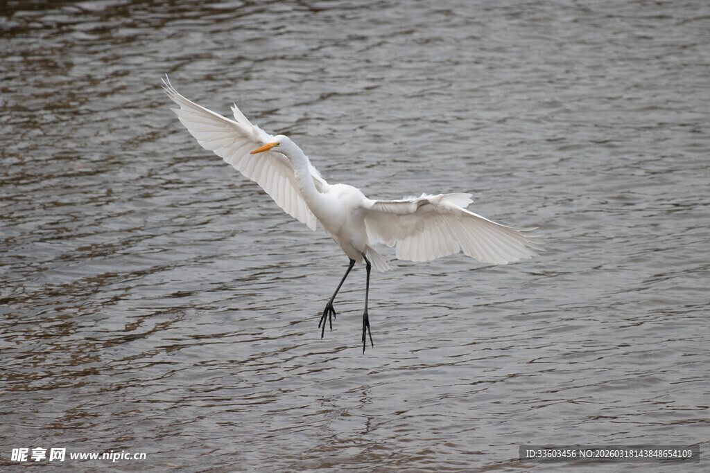 白鹭水中展翅瞬间
