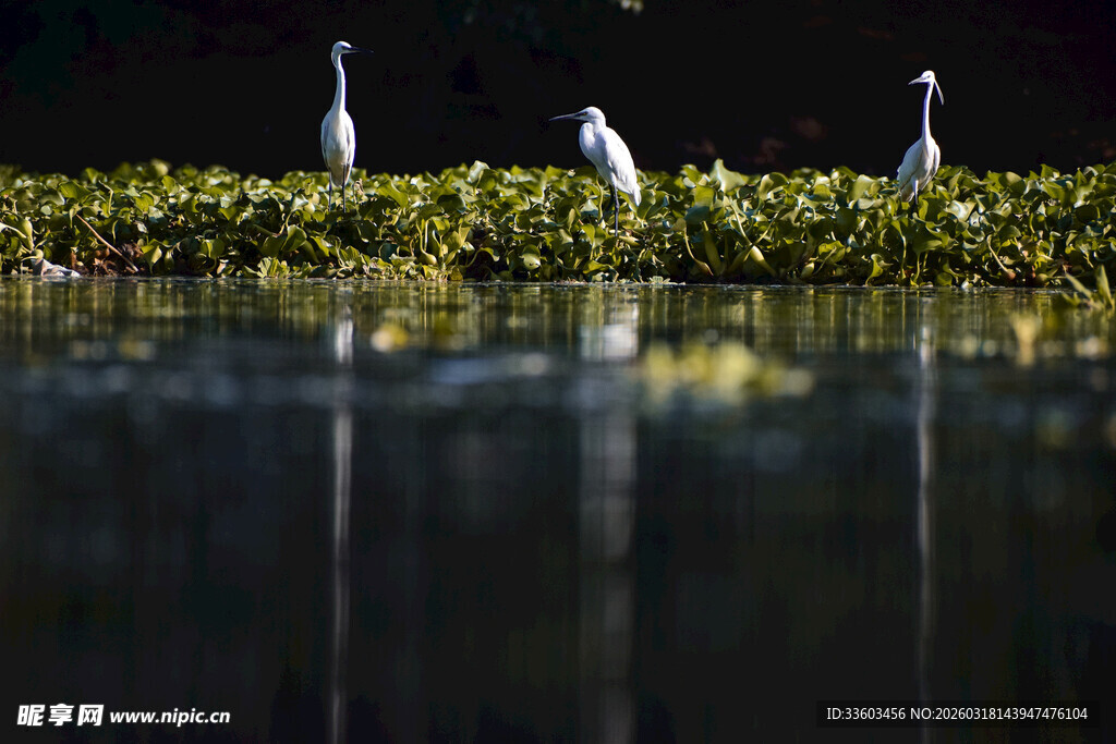 湖畔白鹭栖息于绿植之上