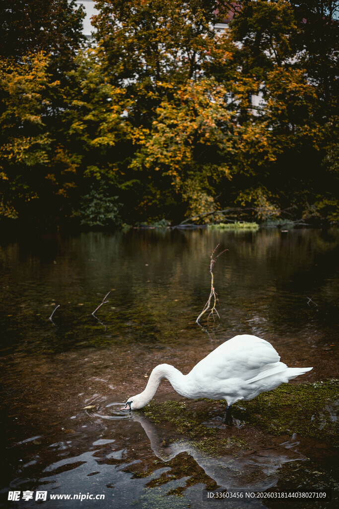 湖畔天鹅低头饮水景象