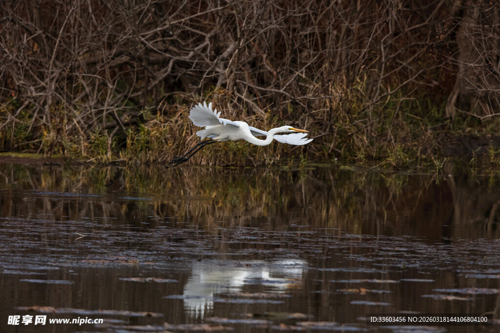 白鹭于水面振翅飞翔
