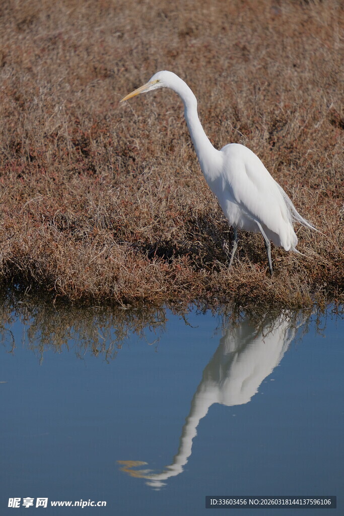 水边白鹭倒影美景