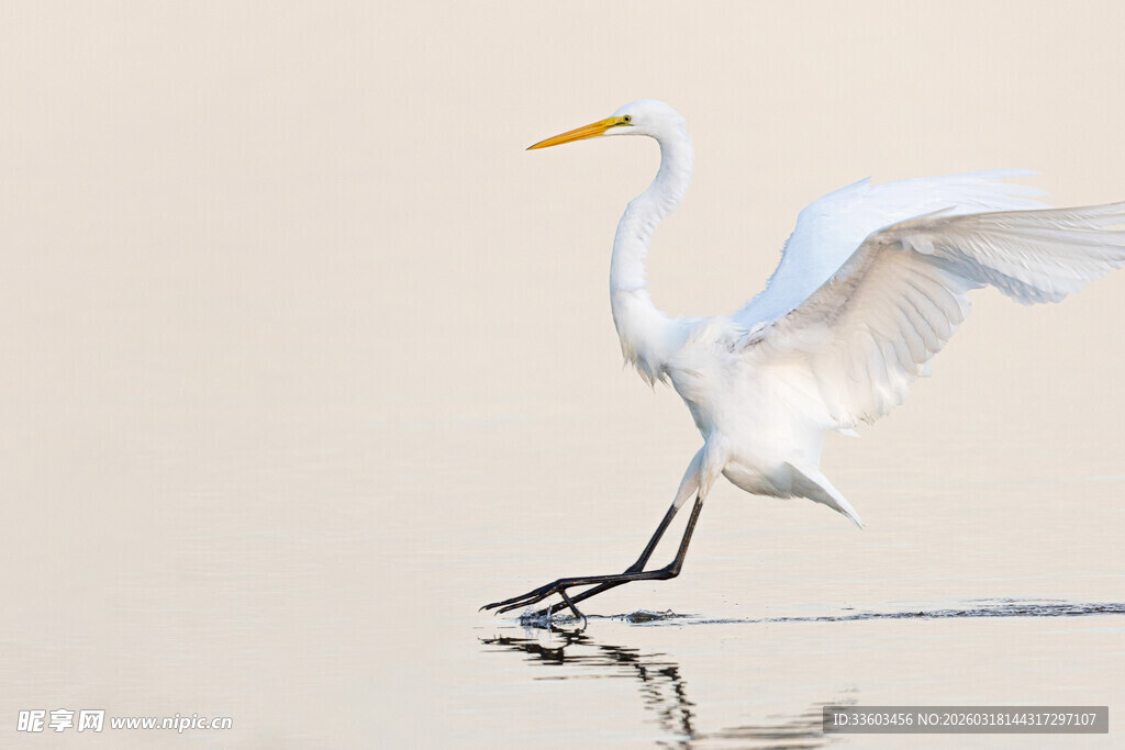 白鹭展翅于水面