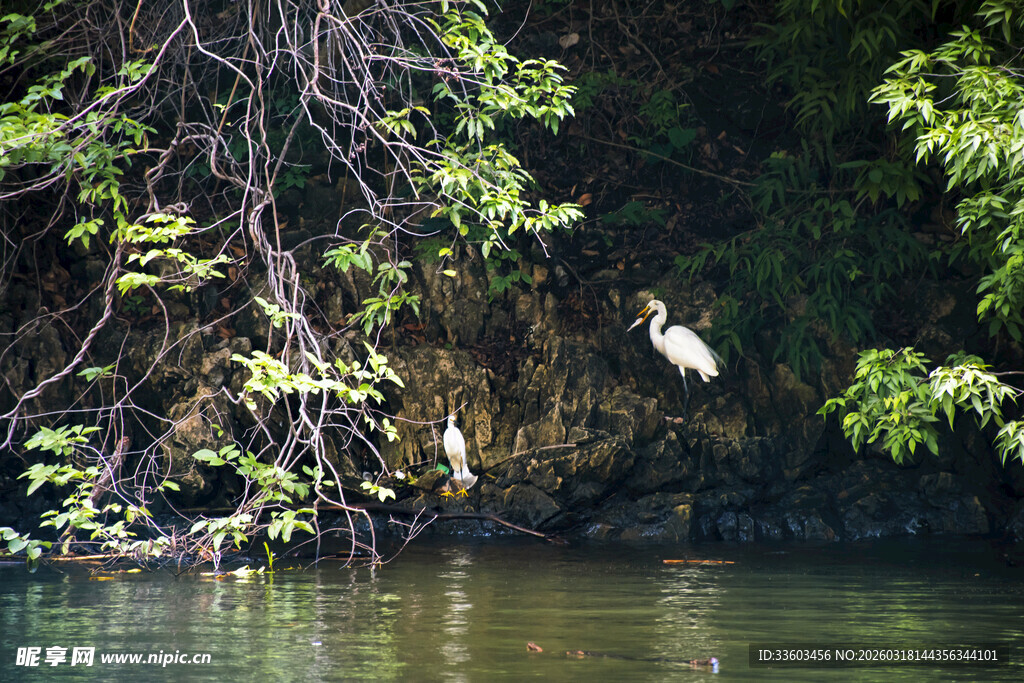 水边白鹭栖息于繁茂绿植间