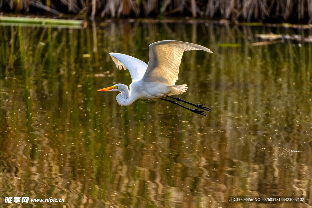白鹭于湿地间展翅飞翔