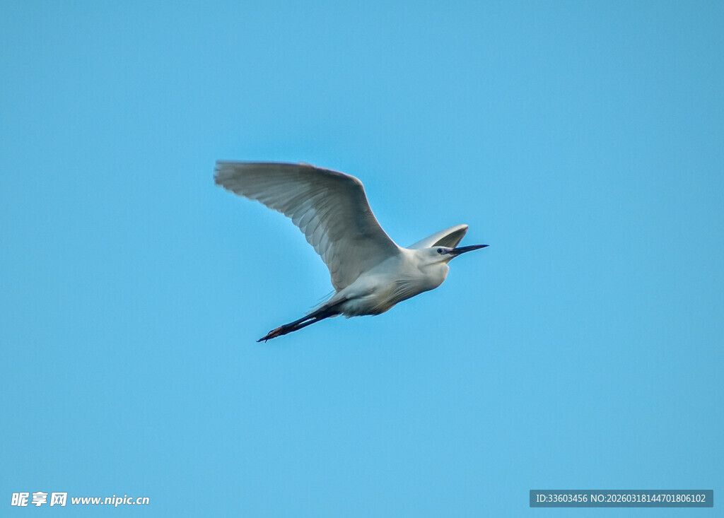 蓝天中飞翔的白色鹭鸟
