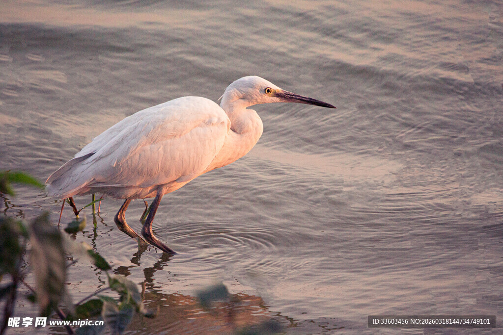 水边伫立的优雅白鹭