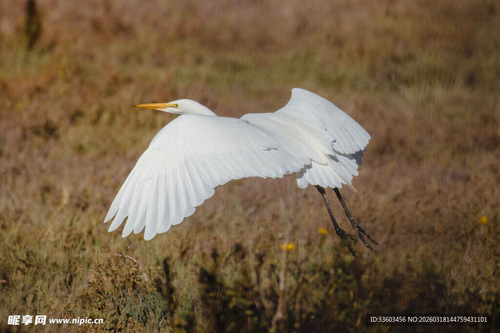 白鹭展翅于原野