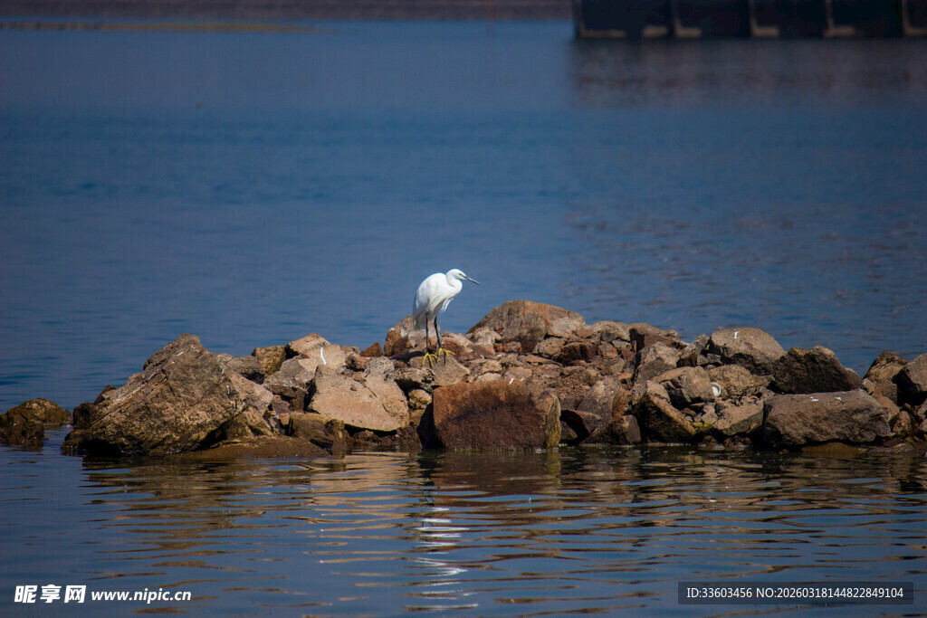 水边孤石上的白鹭