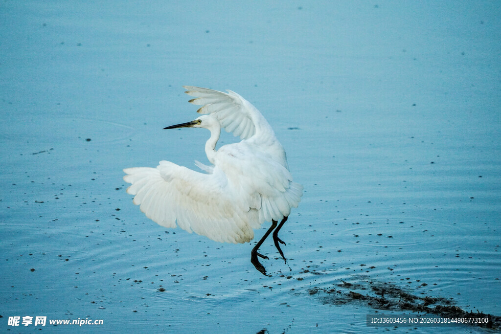 白鹭水中优雅展翅