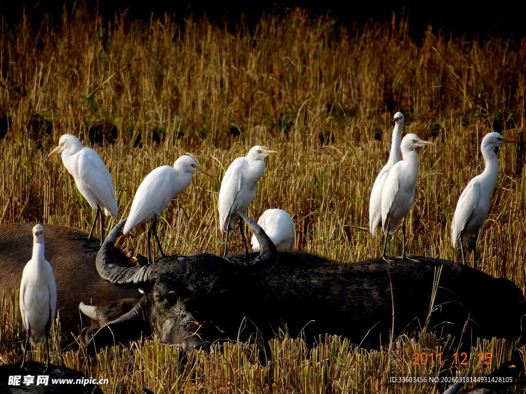 草原上的白鹭与水牛