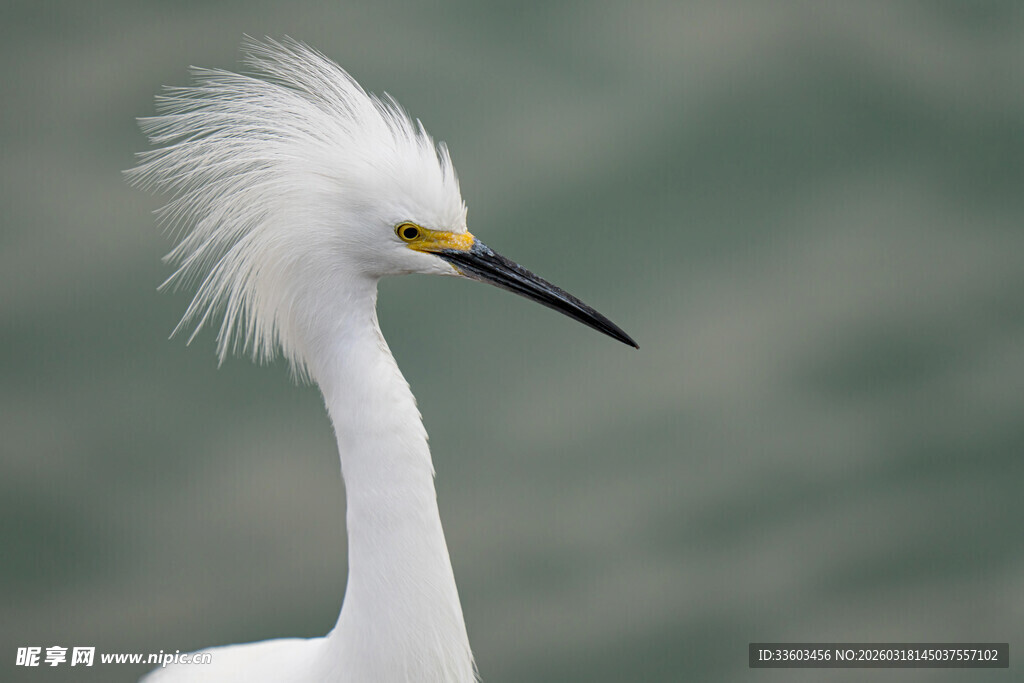 优雅白鹭特写
