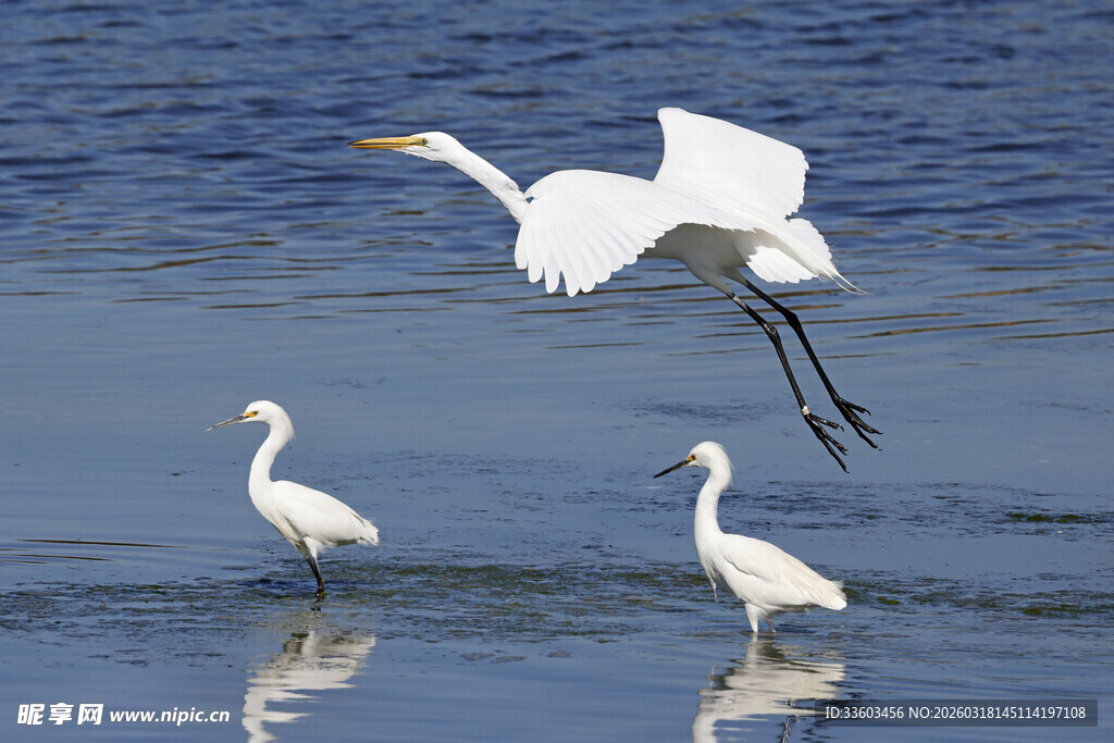 白鹭在水边的灵动瞬间