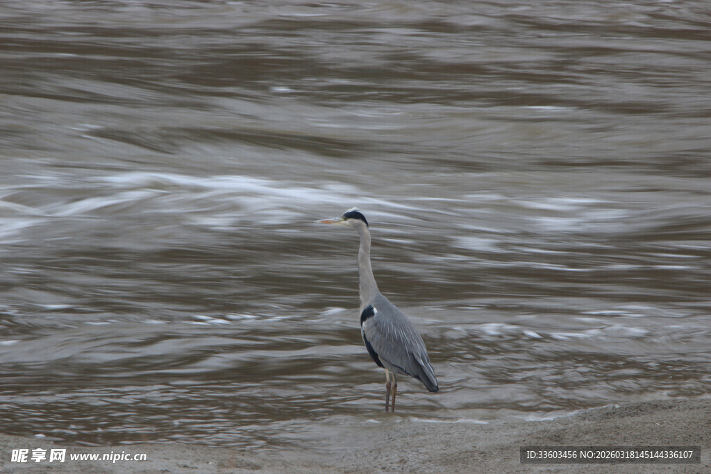 浅滩上的灰鹭