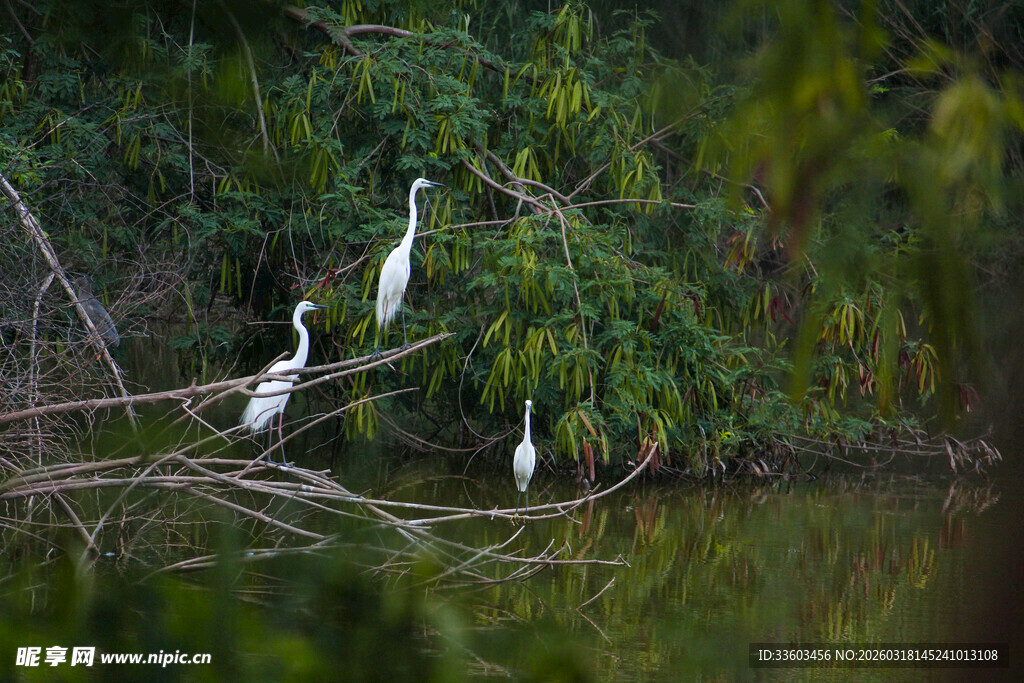 枝头白鹭栖于葱郁林间