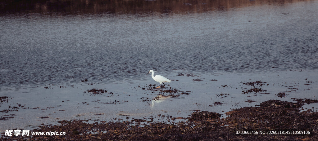 湿地中的白鹭