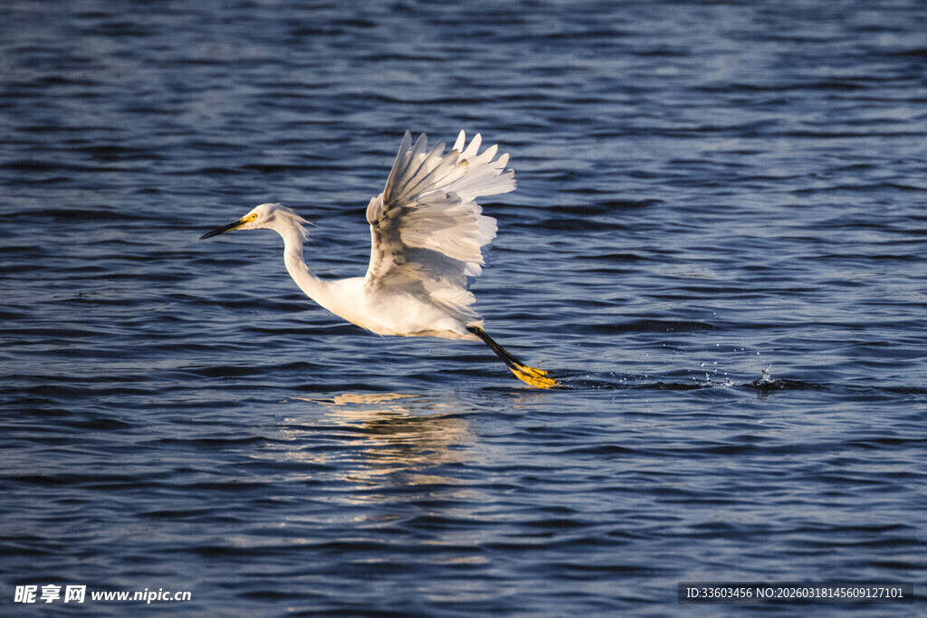 白鹭于湖面振翅欲飞