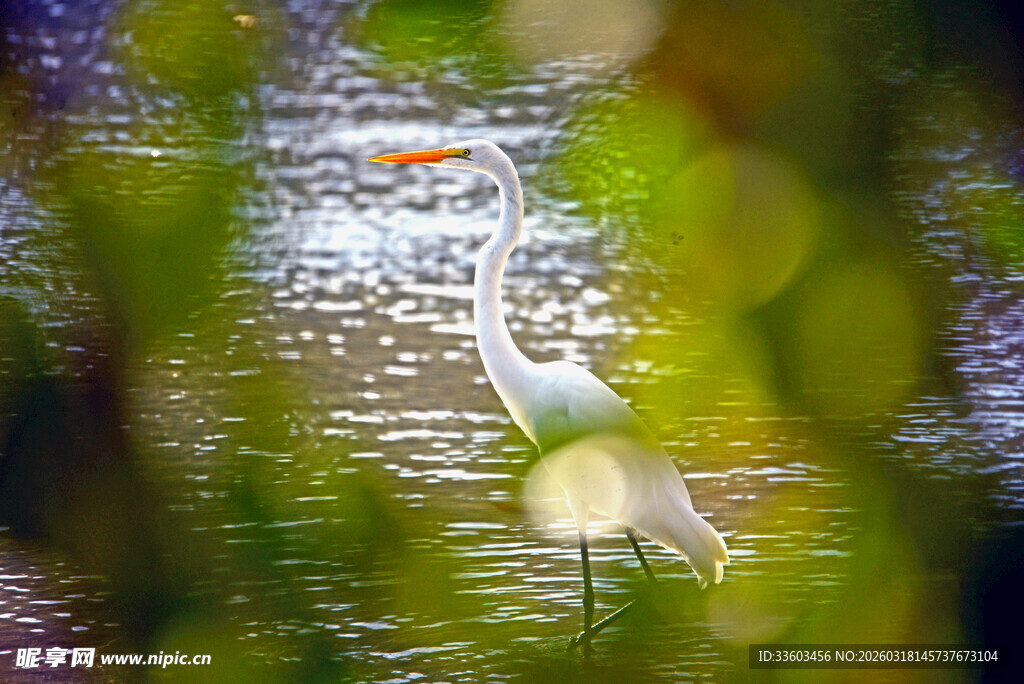 白鹭于水边的静谧瞬间
