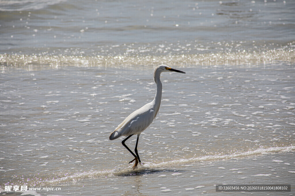 海边漫步的优雅白鹭