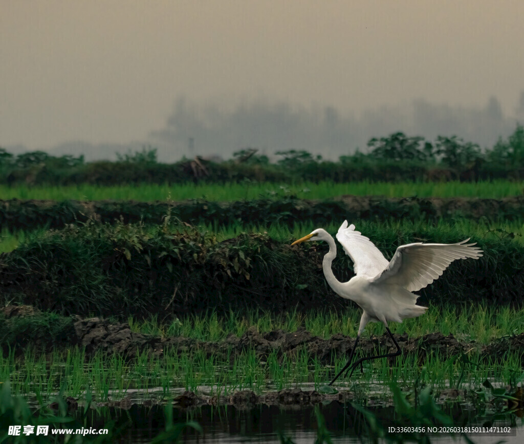 白鹭于湿地展翅欲飞