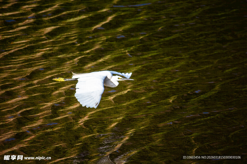 白鹭于碧波上优雅飞翔