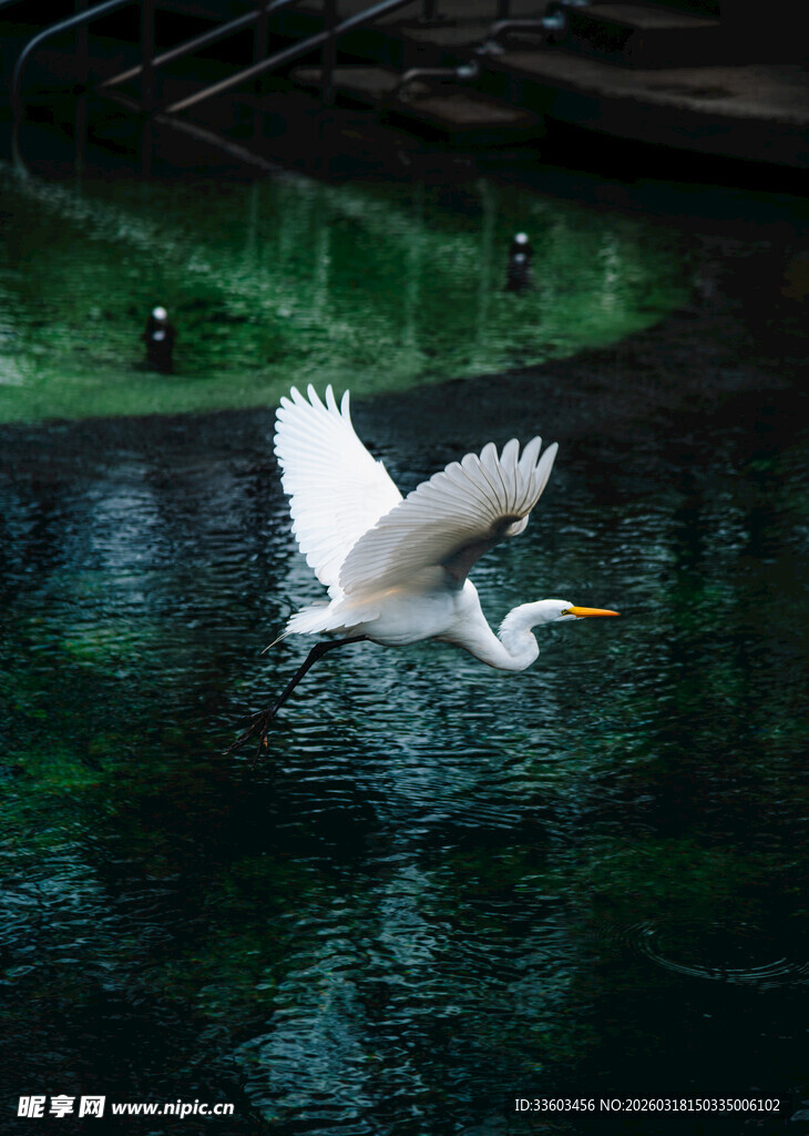 白鹭于绿水之上展翅飞翔