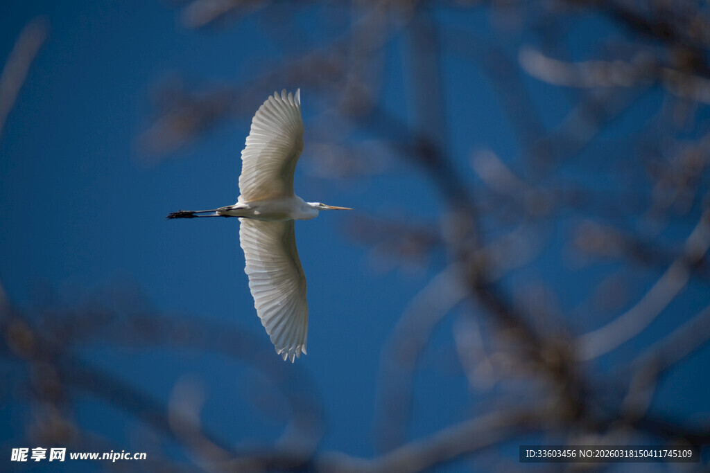 白鹭蓝天展翅飞翔