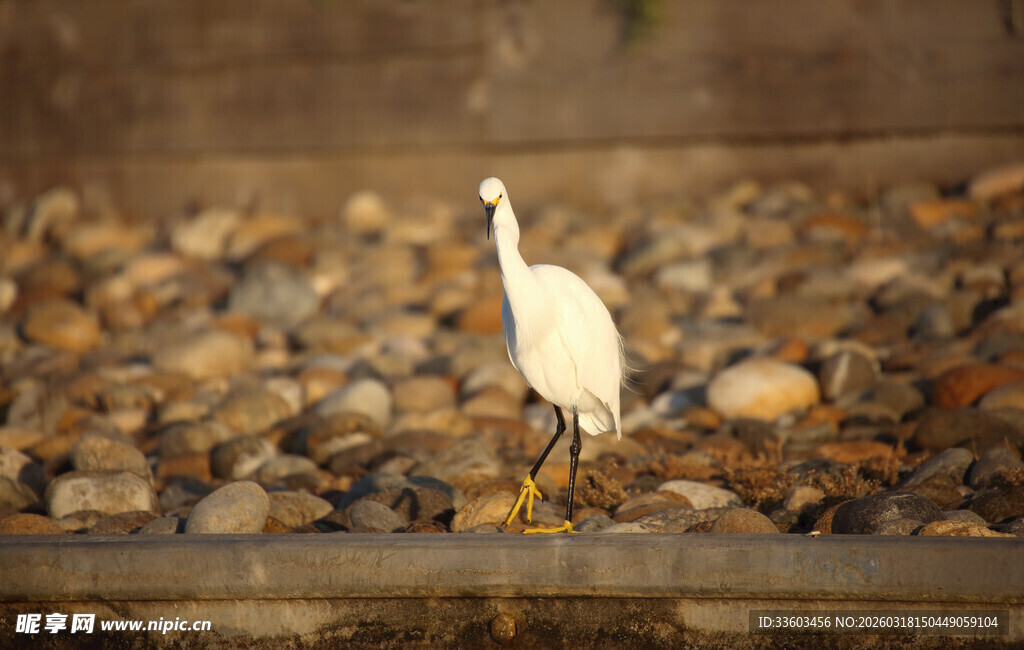 水边白鹭立于碎石之上