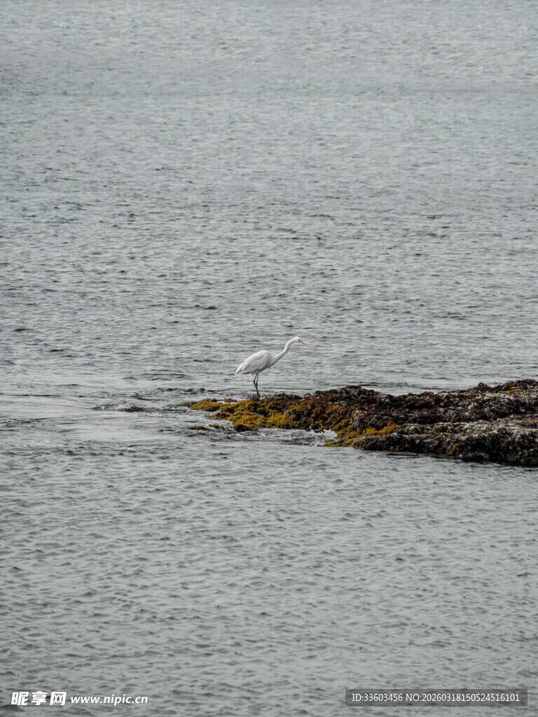 水面漂浮的长条状物体