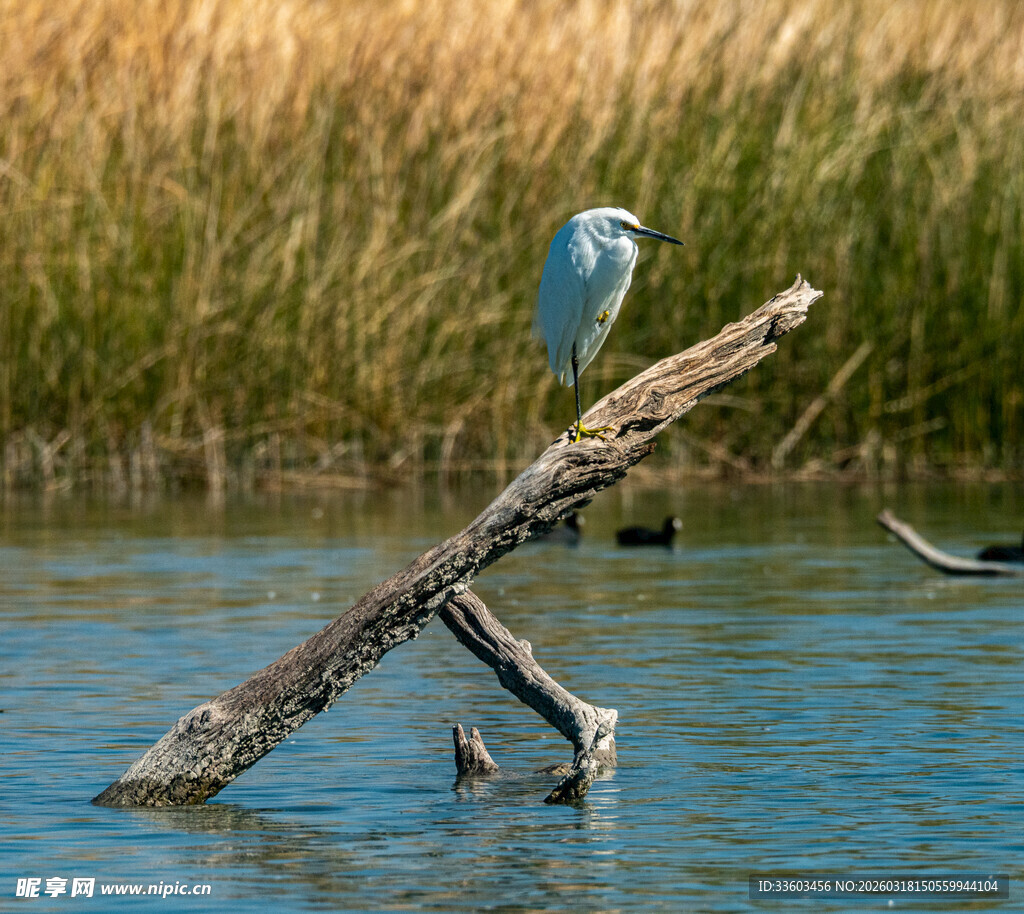 蓝鹭立于水中枯木
