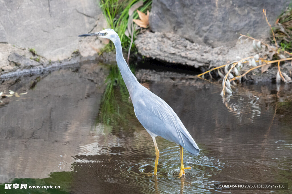 水中伫立的优雅灰鹭