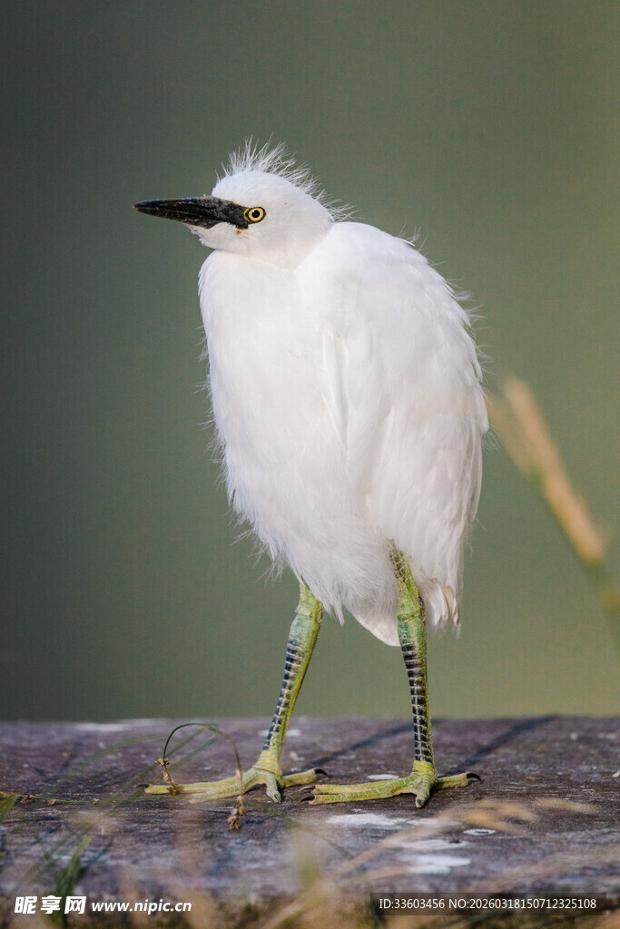 小白鹭立于石上