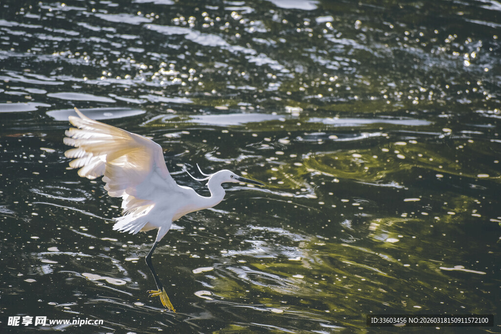 白鹭于水面展翅飞翔