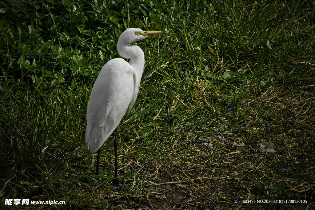 站立于草地的优雅白鹭