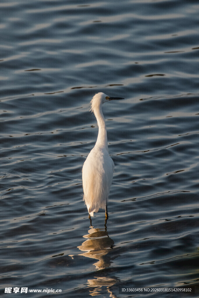 水中亭亭玉立的白鹭