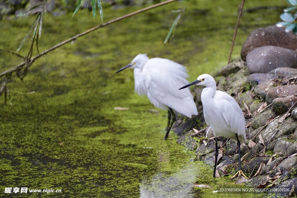 水边白鹭觅食场景