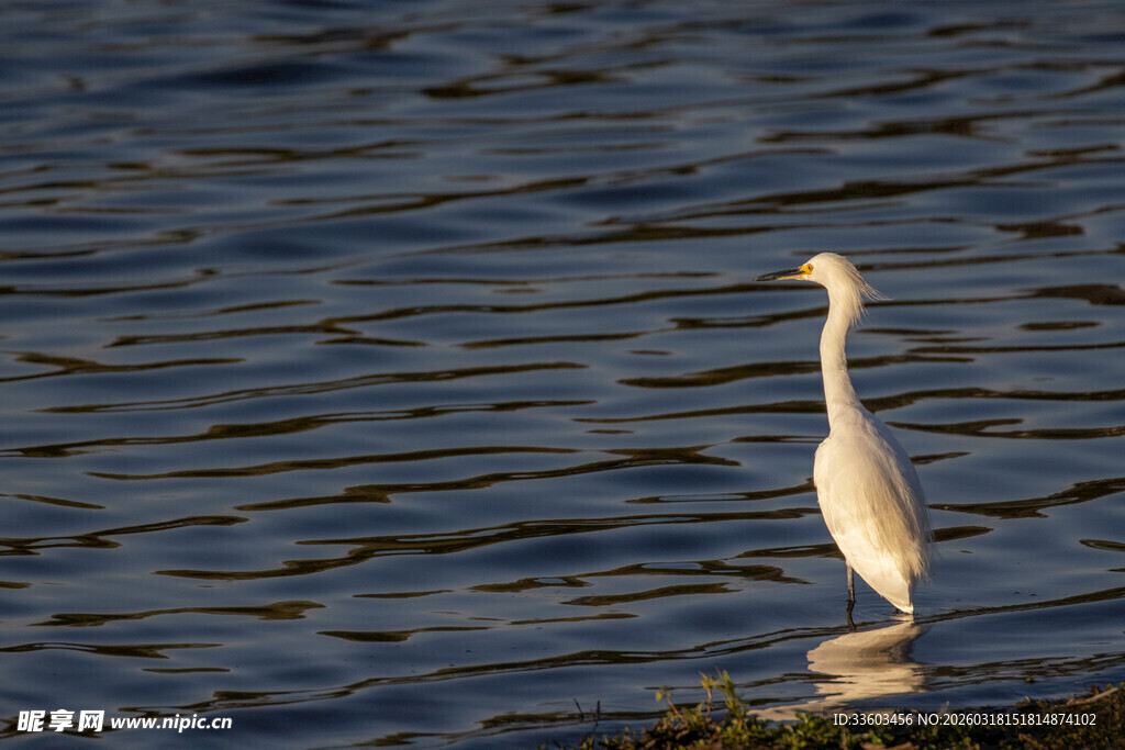 水边伫立的优雅白鹭