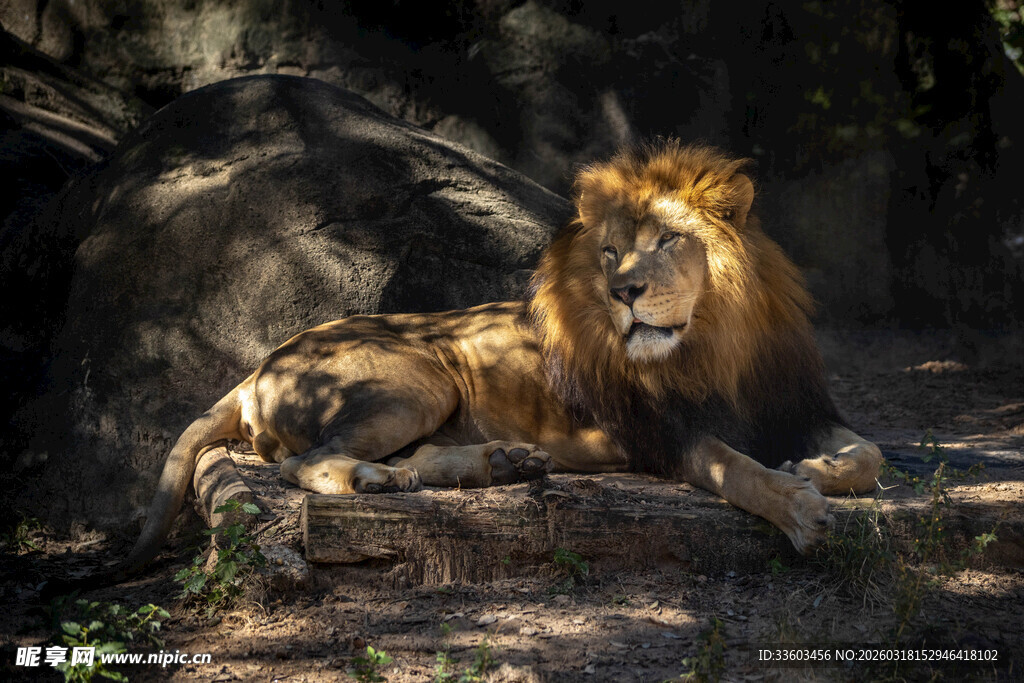雄狮休憩于岩石之上