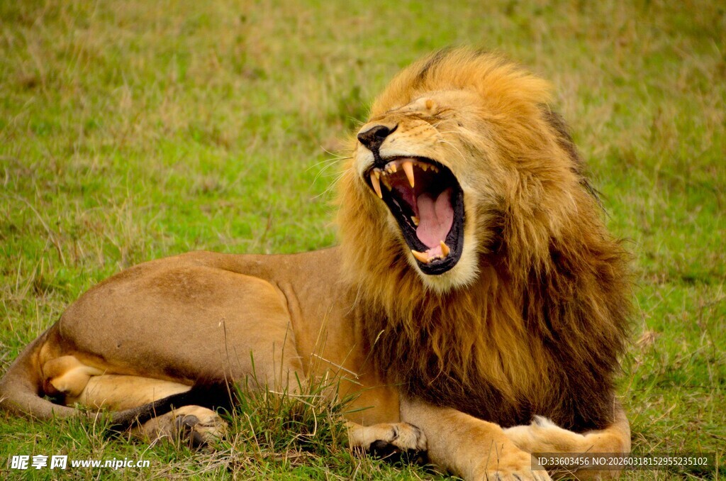 草原上张嘴吼叫的雄狮