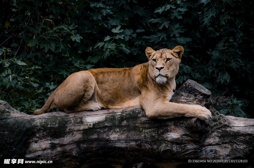 岩石上休憩的母狮